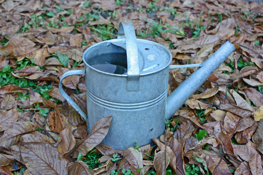 Old watering can in autumn leaves