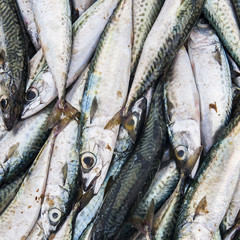 Obraz premium Fish