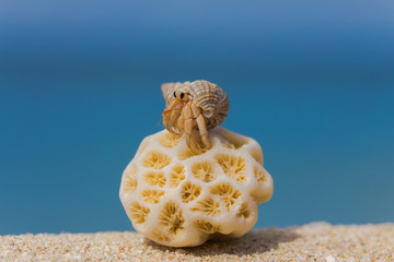 南国のビーチとヤドカリ