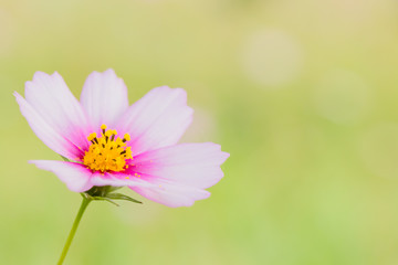 コスモス
