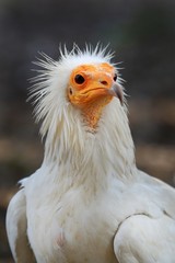 Le vautour percnoptère