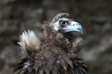 Le vautour