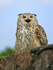 Le hibou grand-duc d'Europe