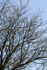 Naked branches over blue sky