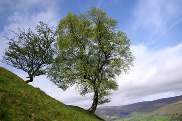 Obraz premium Two trees in the Peak District