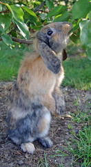 Rabbit eating food 