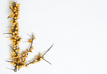 Sea-buckthorn berries branch on the white background. folk medic
