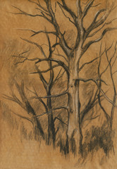 big tree in the forest, a charcoal drawing on tinted paper