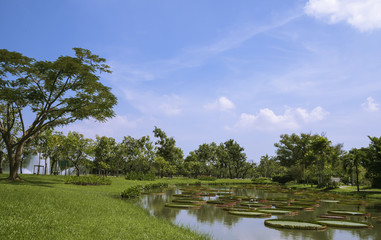 Royal Water Lily Victoria 5