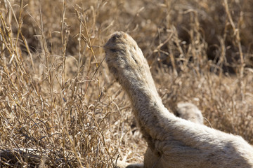 Close-up of a lion paw lying in dry grass