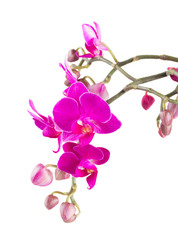 Naklejka na ściany i meble Bunch of violet orchids 