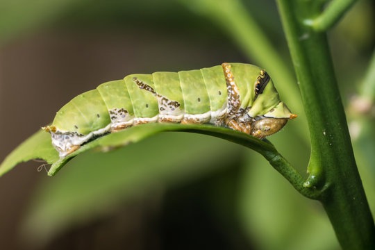 Green caterpillar eating green leaf