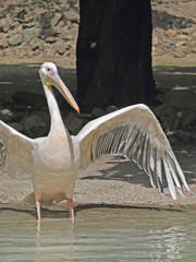 Obraz premium Pelikan