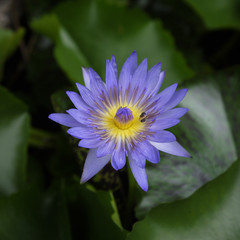 Obraz premium Closeup of purple lotus pollen