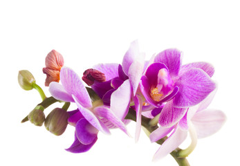 Fototapeta na wymiar Two violet orchids 