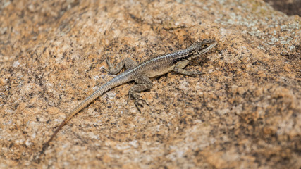 Three eyed plated lizard camouflaged on a rock in Madagascar