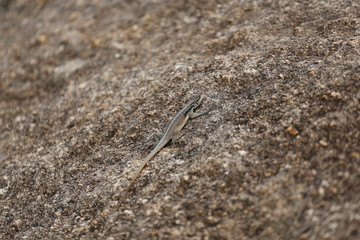 Three eyed plated lizard camouflaged on a rock in Madagascar
