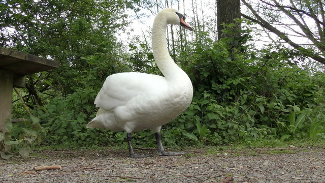 Mute Swan standing on a forest footpath