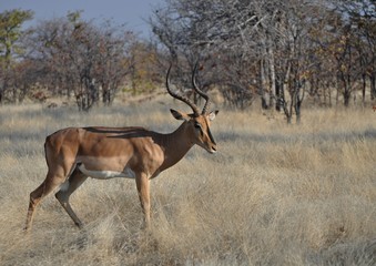 Antelope