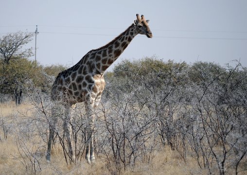 Tall giraf