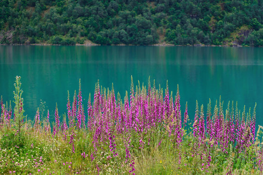 Summer beautiful view of Norway: izumrud fjord and willow-herb flowers. © GavranBoris