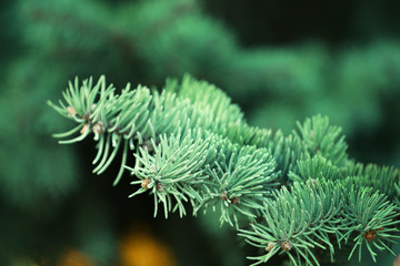 A branch of the fir-tree, close-up