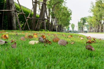 Leaves fallen on grass field