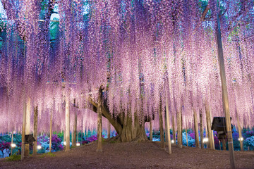 The great wisteria flower,ASHIKAGA,Japan
足利の大藤