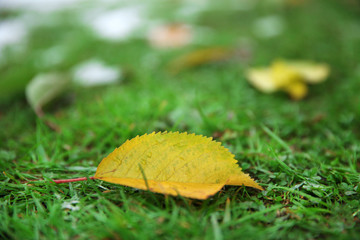 Fallen autumn leaves on grass background