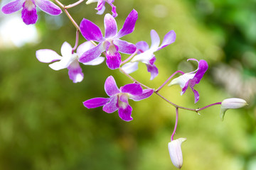 purple orchid flowers over green background
