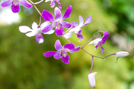 Fototapeta purple orchid flowers over green background