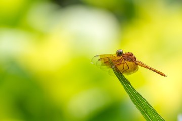 Dragonfly on nature background with copyspace
