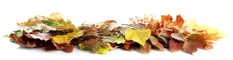 Colorful autumn leaves, isolated on white