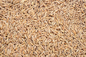 Naklejka premium Closeup of caraway-seeds