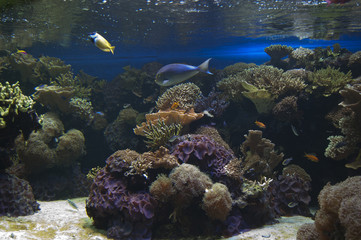 Fototapeta na wymiar poissons et corail