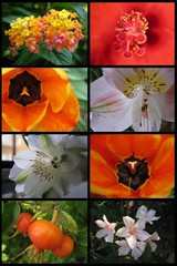 collage flowers