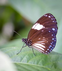 Fototapeta na wymiar Beautiful butterfly in a butterfly park