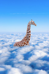 large giraffe  in the clouds