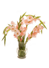 pink gladioli in a vase