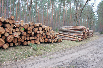Big pile of cut logs in forest