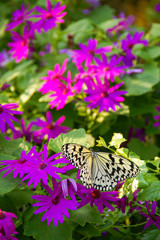 Fototapeta na wymiar 紫色の花にとまるアゲハチョウ