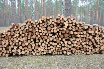 Big pile of cut logs in forest