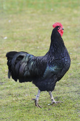 Australorp 