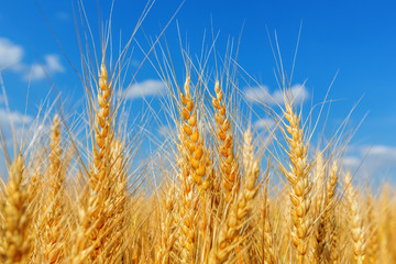 Wheat ears