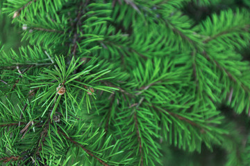 Pine tree background