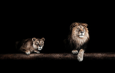 Lion and lioness, Portrait of a Beautiful lions, lions in the da - obrazy, fototapety, plakaty