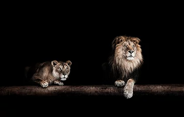 Crédence de cuisine en verre imprimé Lion Lion et lionne, Portrait d& 39 un beau lions, lions dans le da