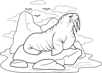 walrus
