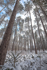 Fototapety na wymiar - Fototapeta24.pl