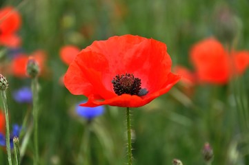 Klatschmohn